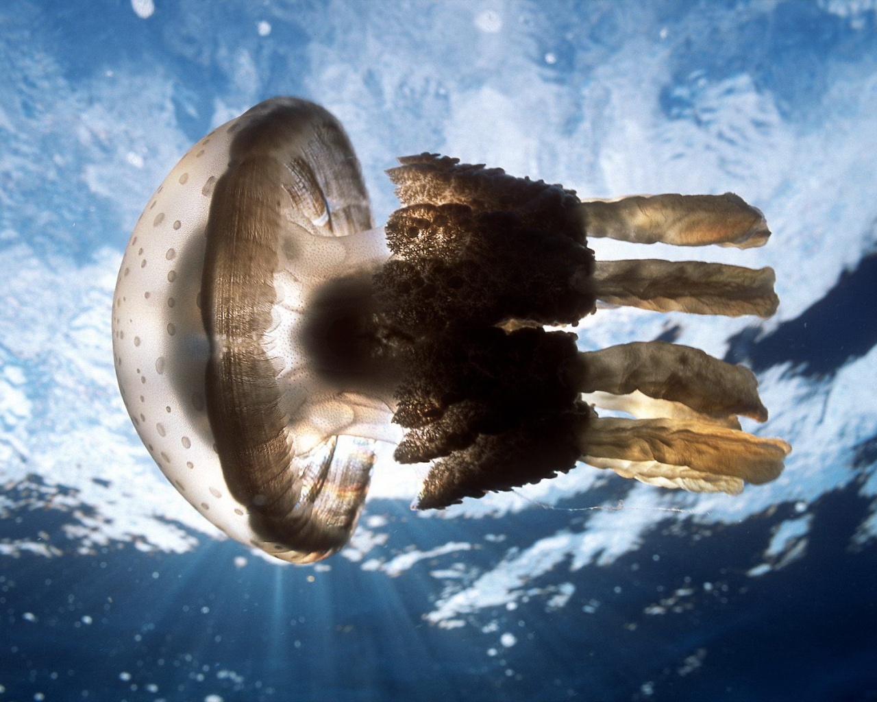 Коричневая медуза обои