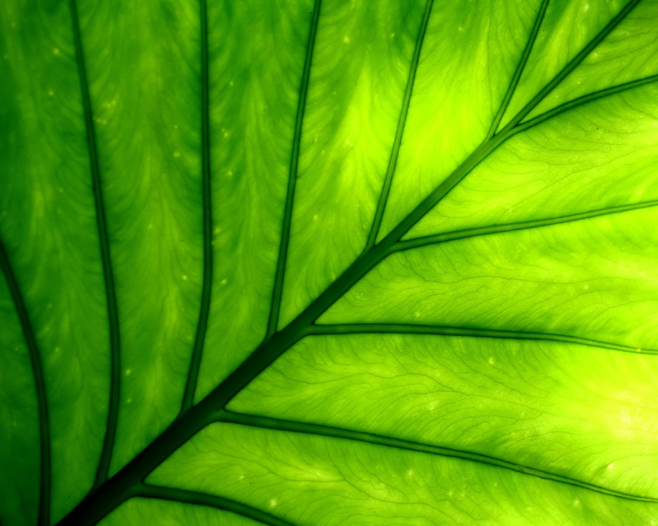 Макро фото листа обои