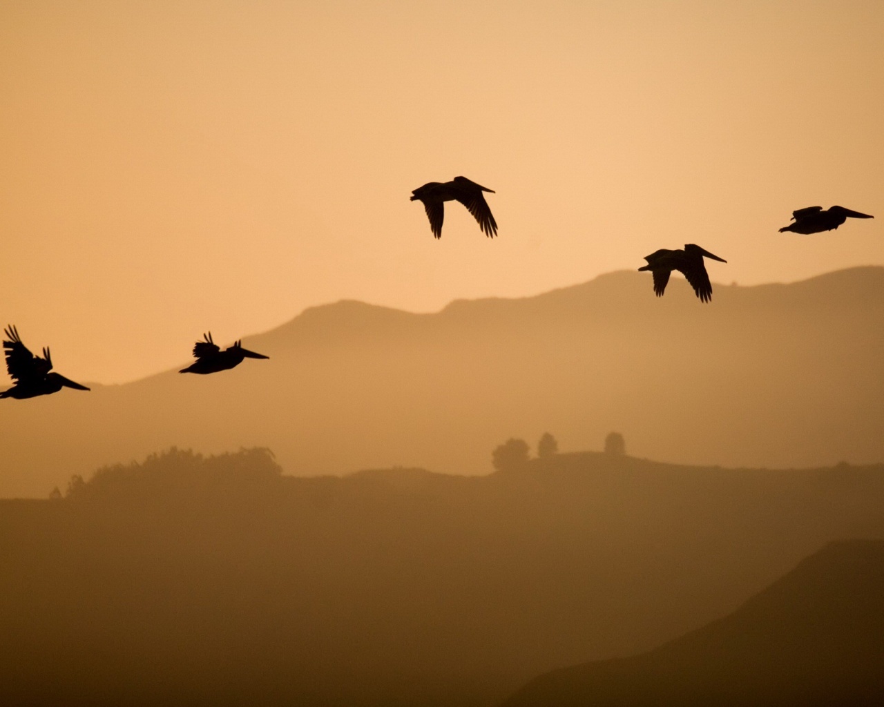 Взлетающие птицы обои