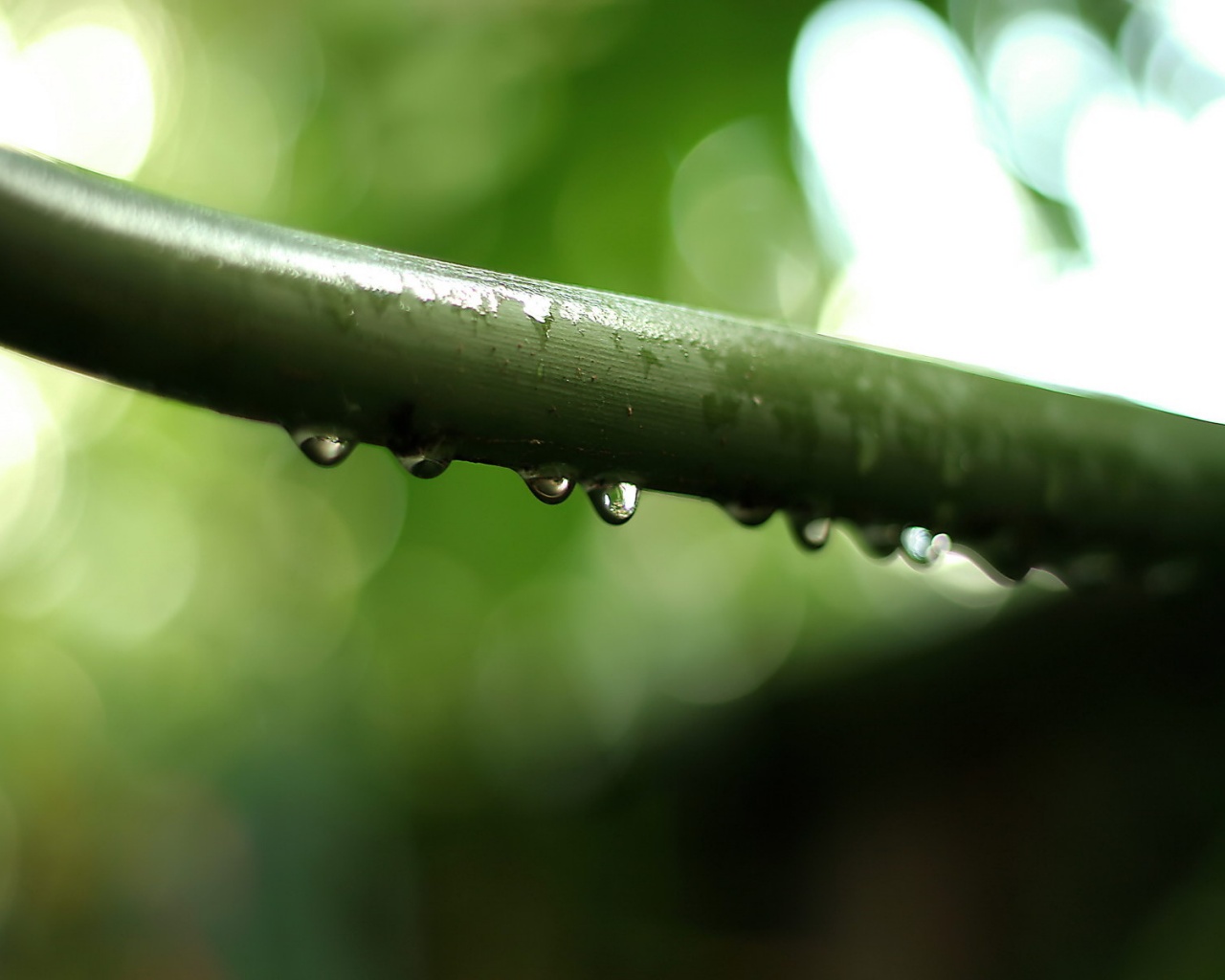 Капли на стебле обои
