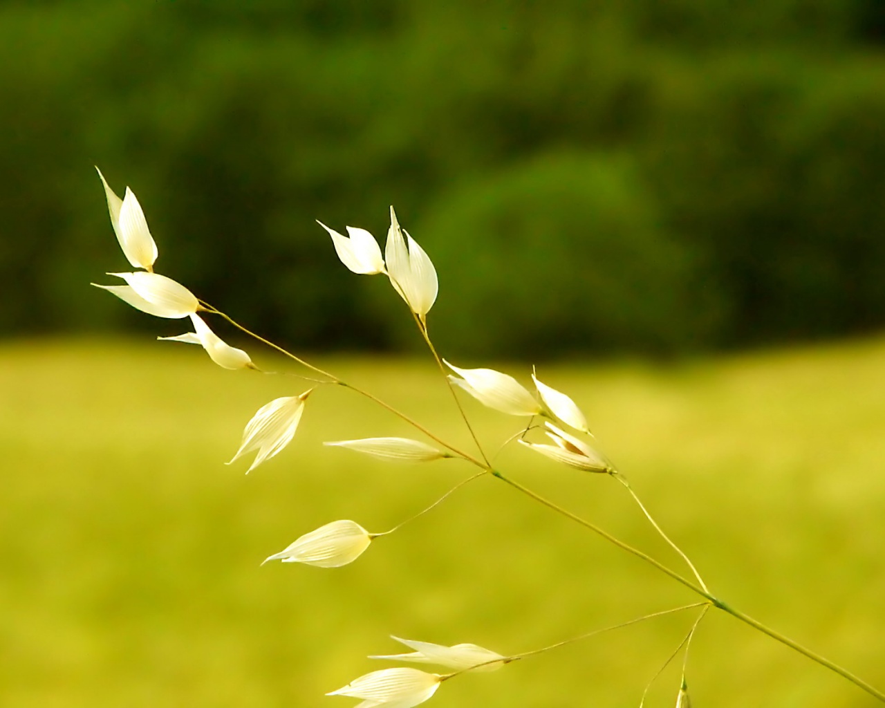 Белые полевые цветочки обои