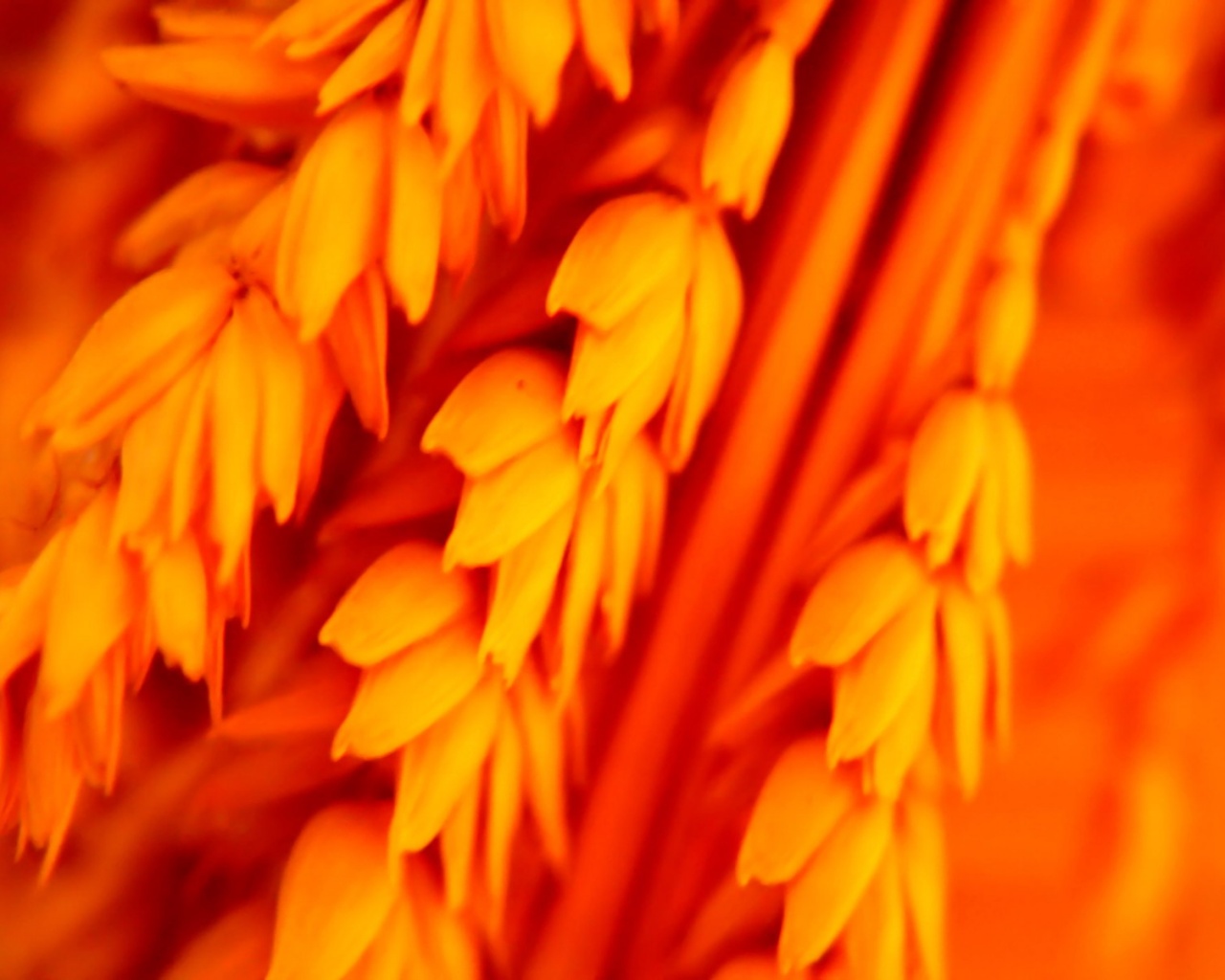 Оранжевое соцветие обои