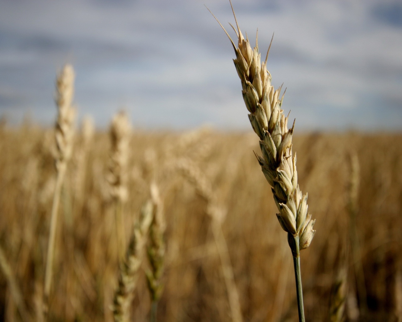 Колосок обои