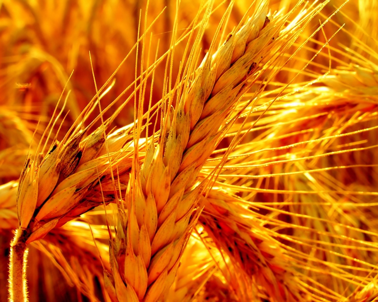 Зреющий колос обои