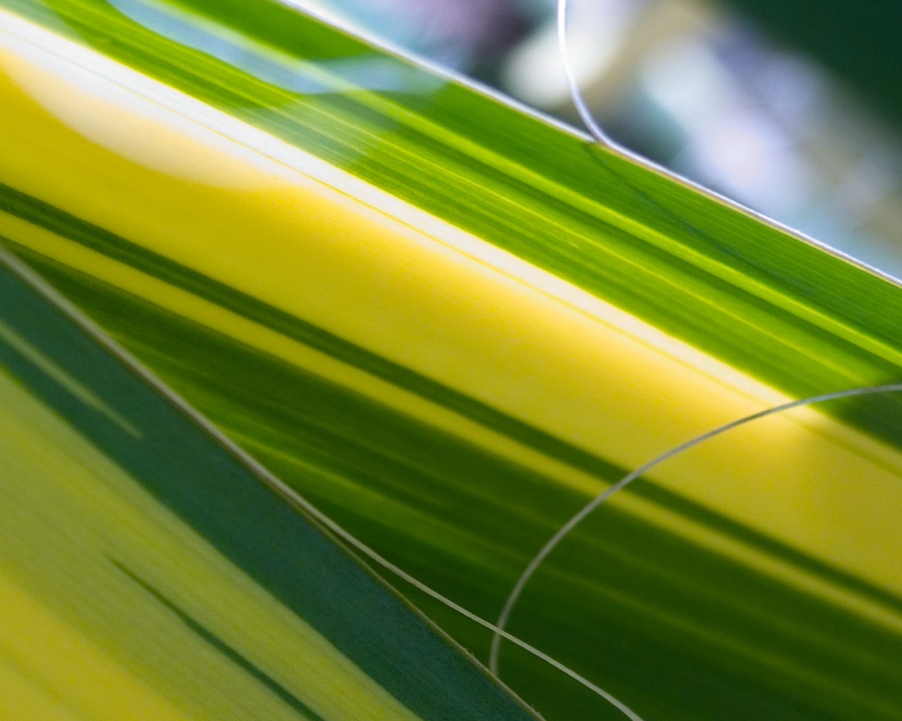 Желто-зеленые травинки обои