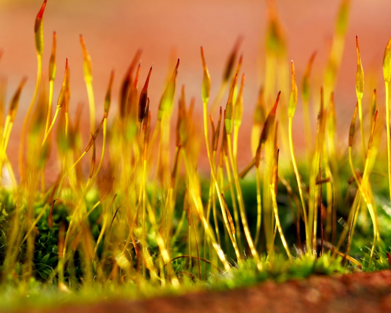 Тонкие ростки обои