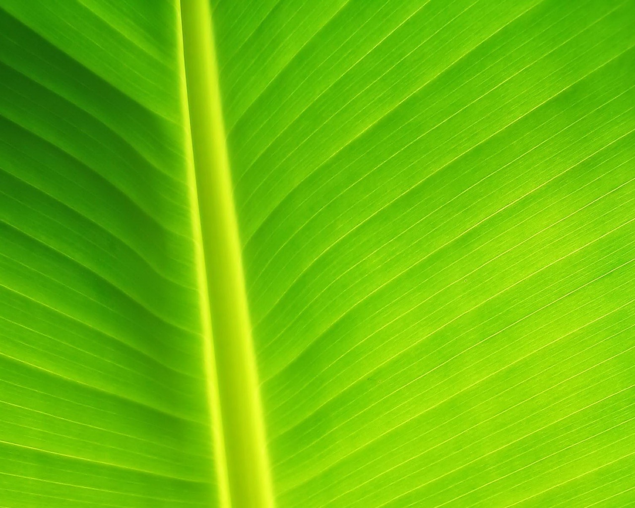 Желтый черенок листа обои