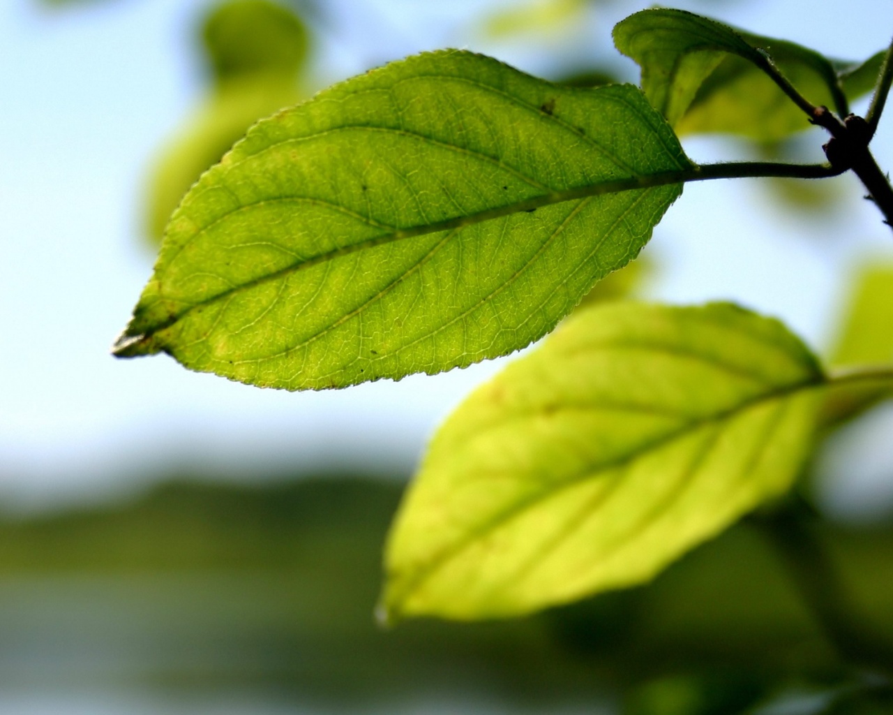 Три листа обои