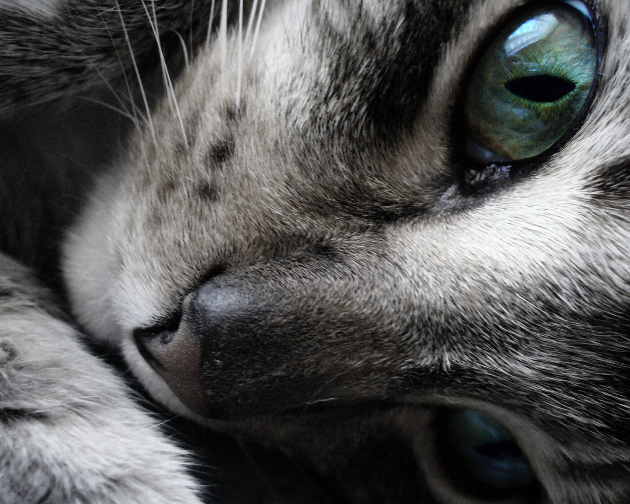 Мордашка кота крупным планом обои
