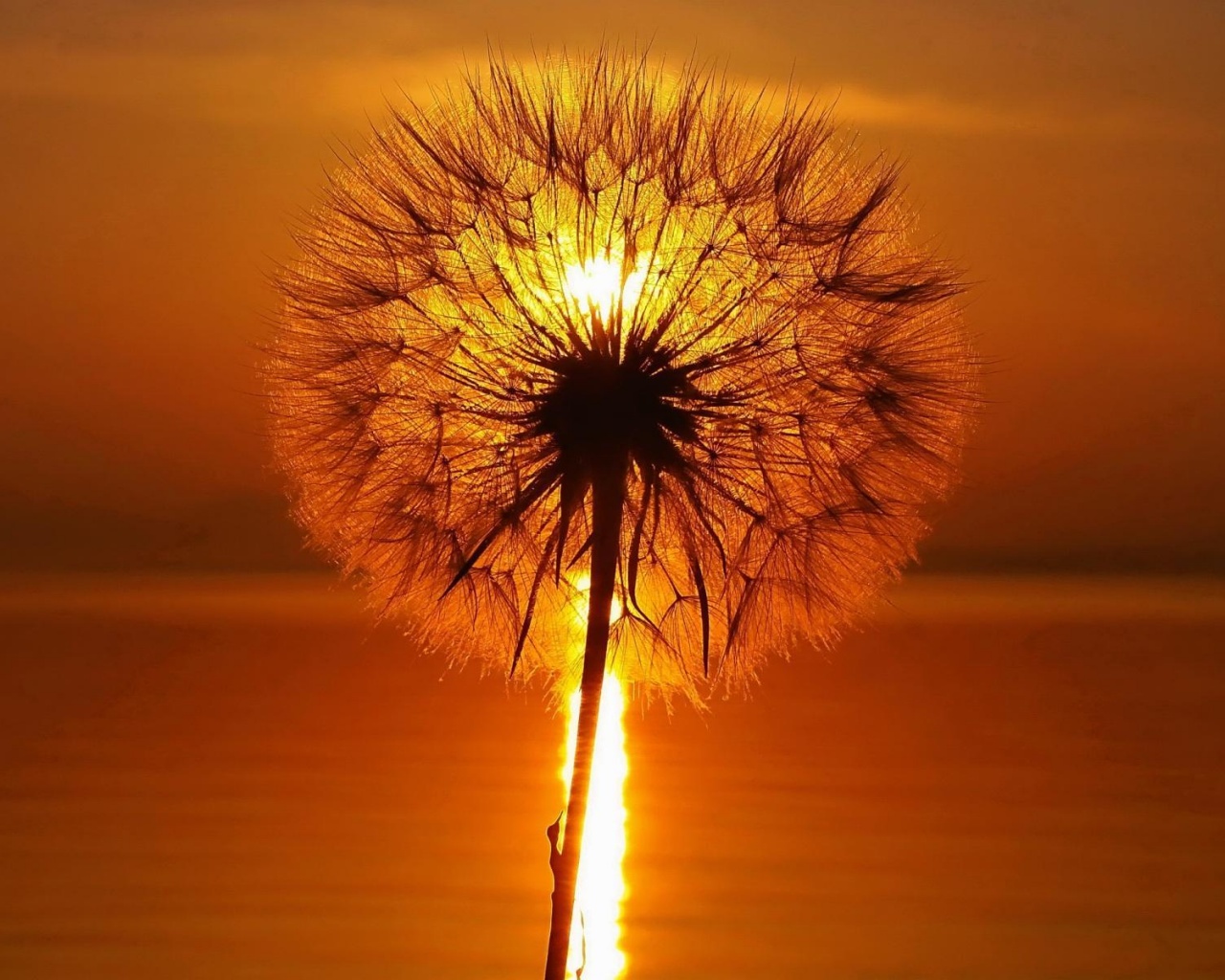 Одуванчик на закател обои