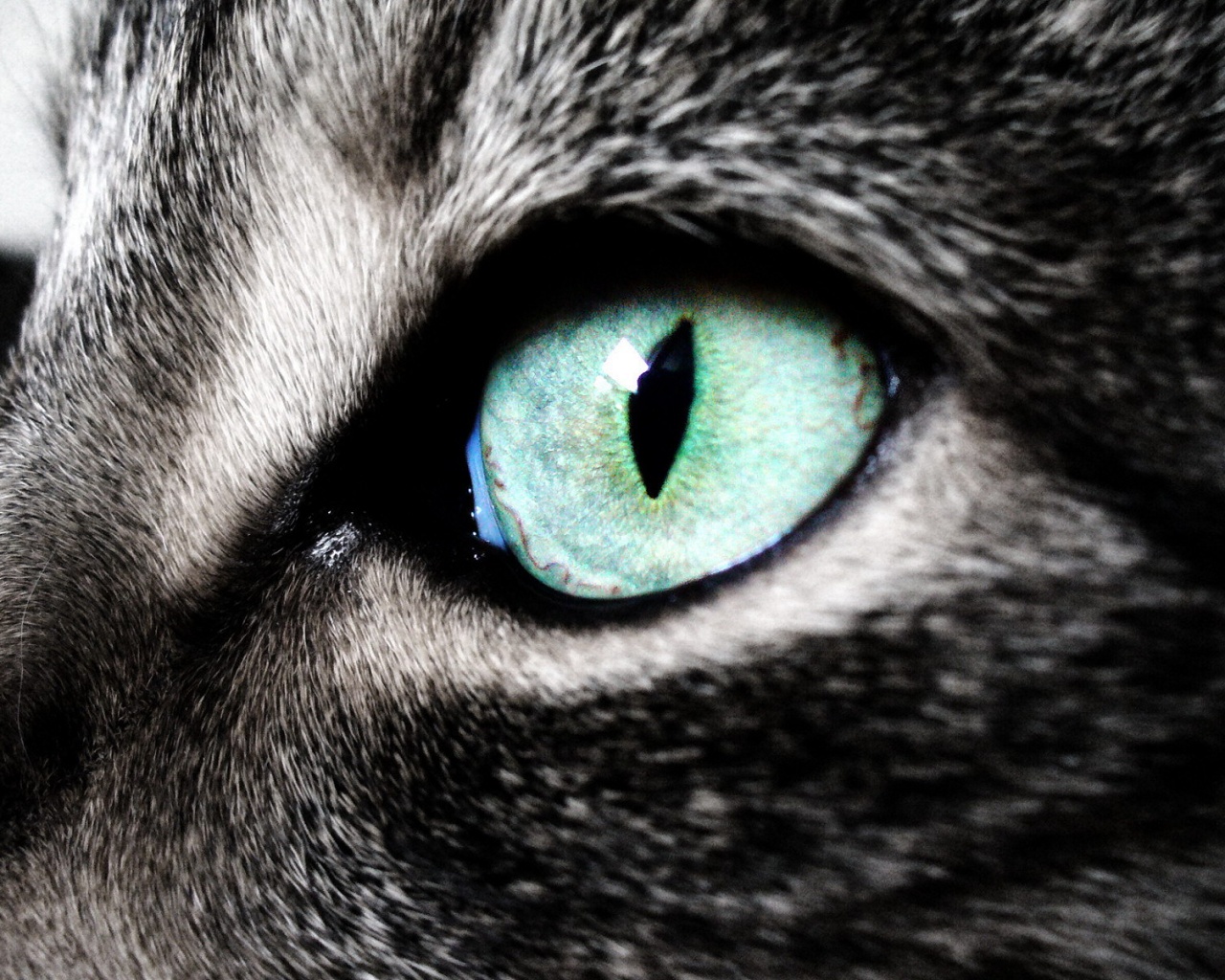 Кошачий глаз обои
