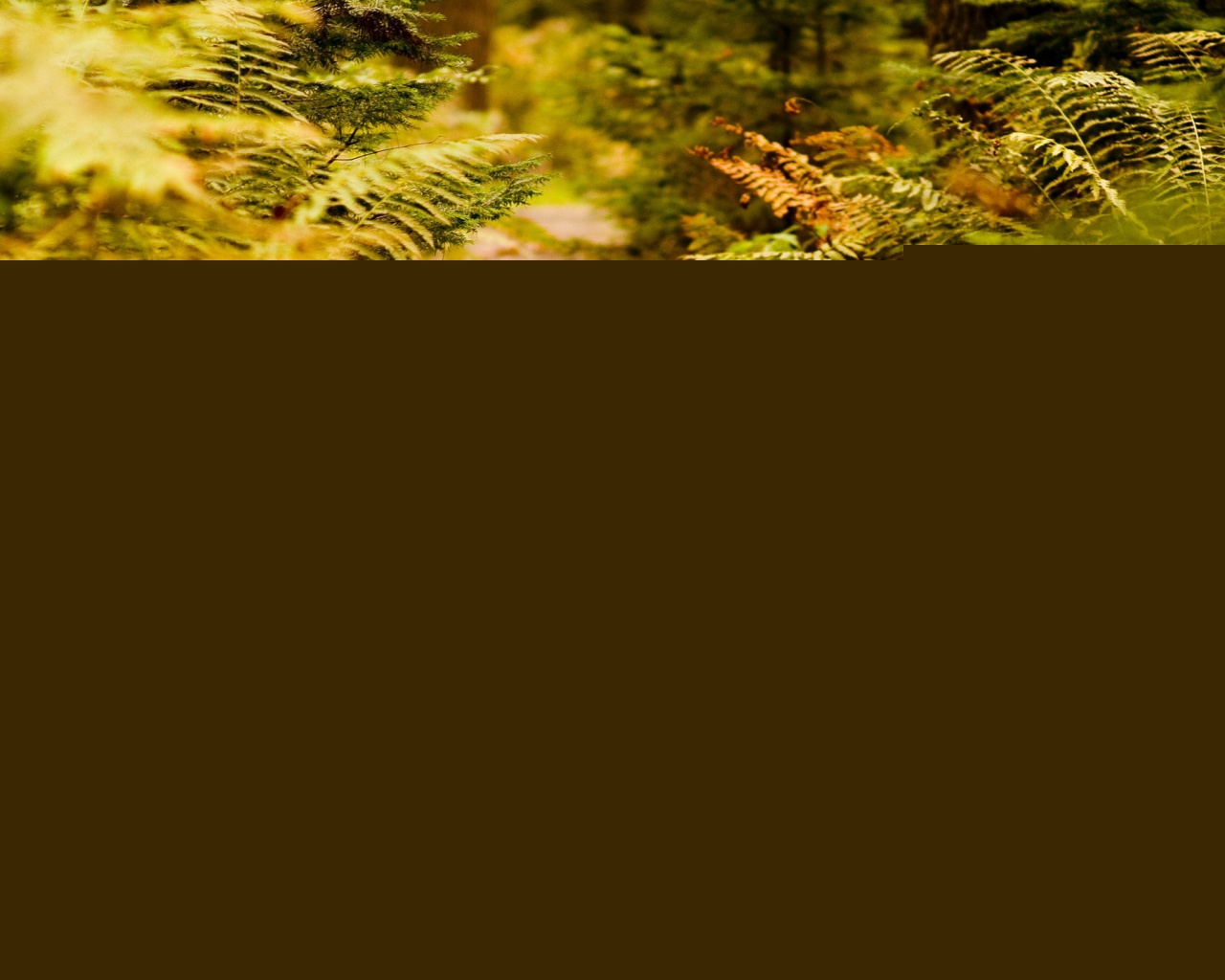 Деревянная дорожка обои