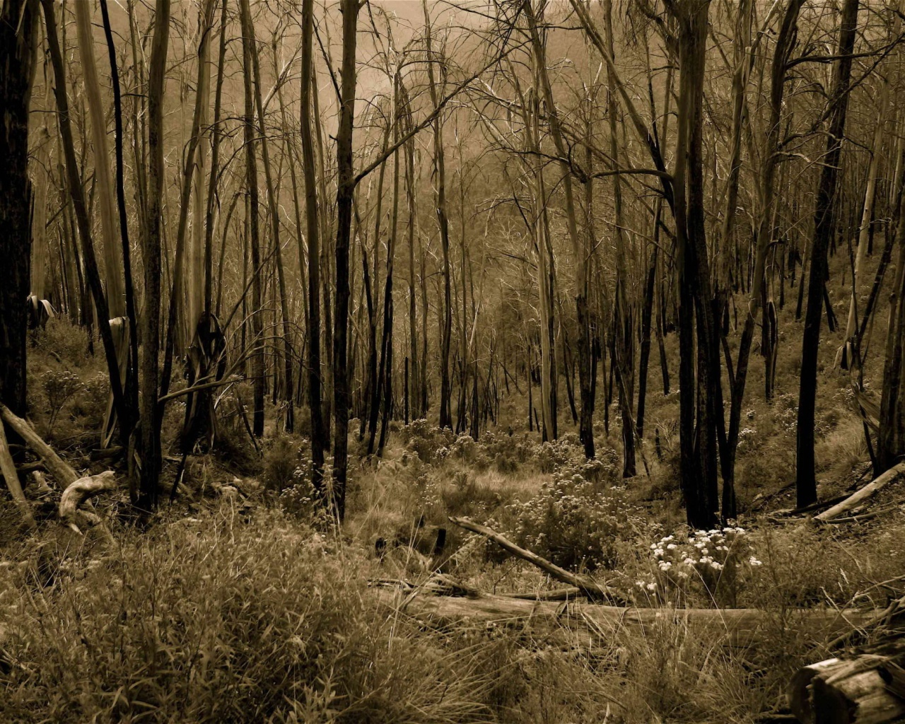 Мрачная чаща обои