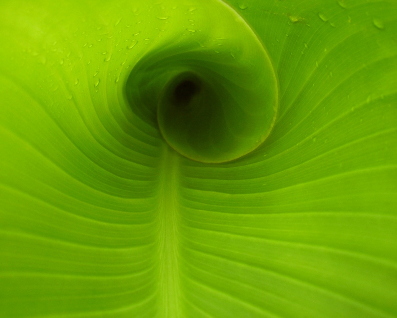 Свернутый в трубочку лист обои