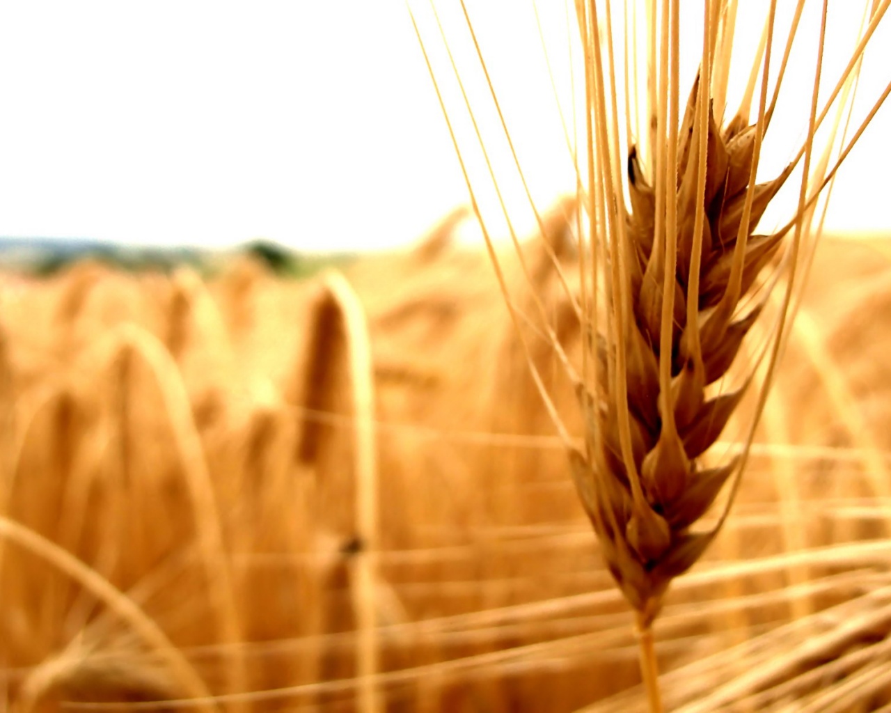 Короткий колос обои