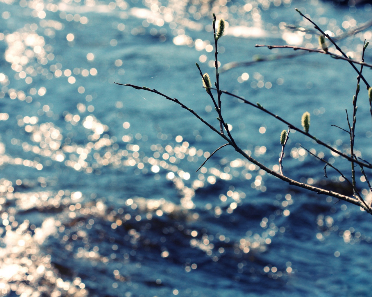 Почки набухают обои