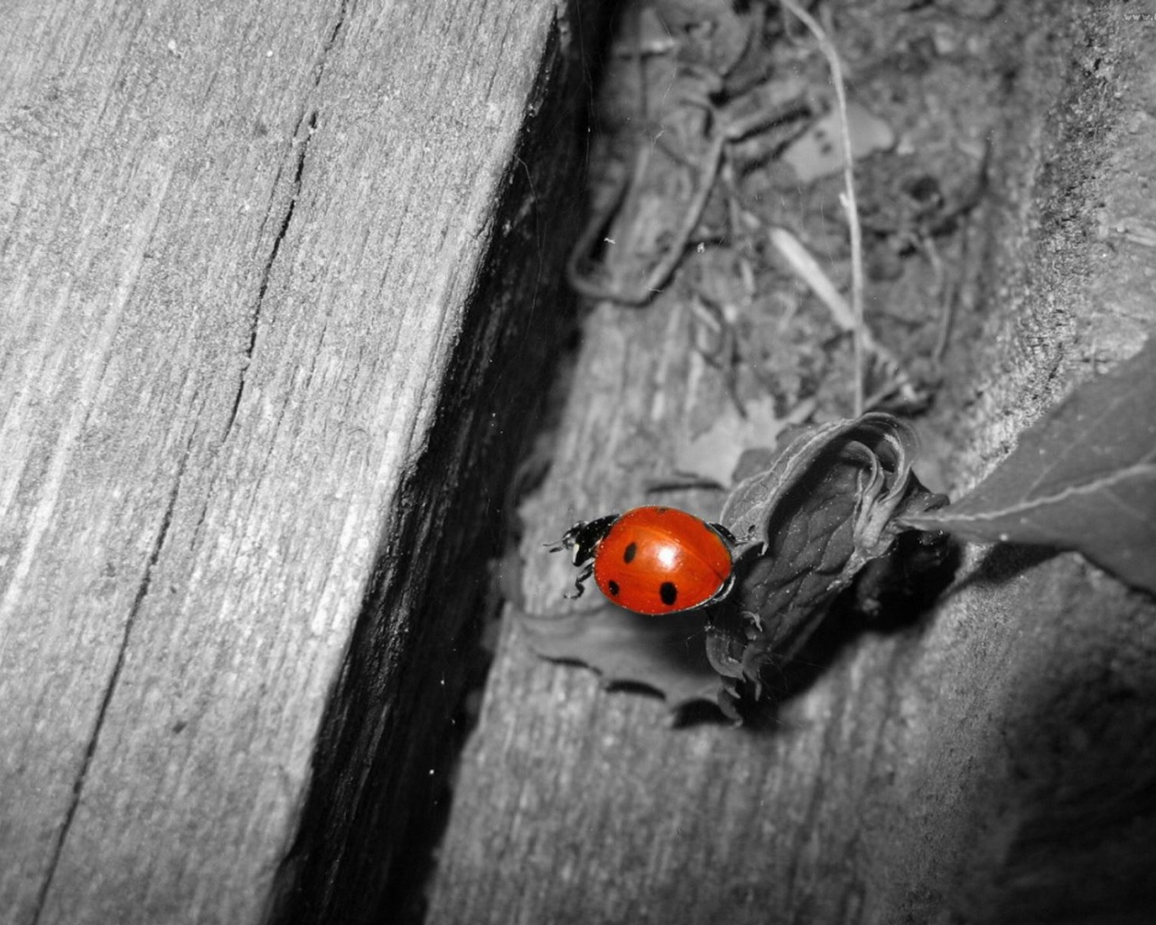 Божья коровка обои