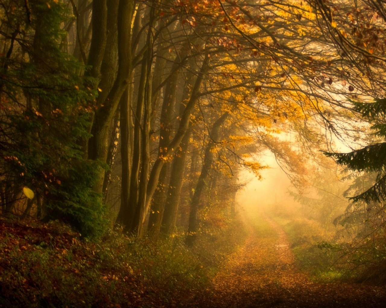 Дорожка заваленная листьями обои