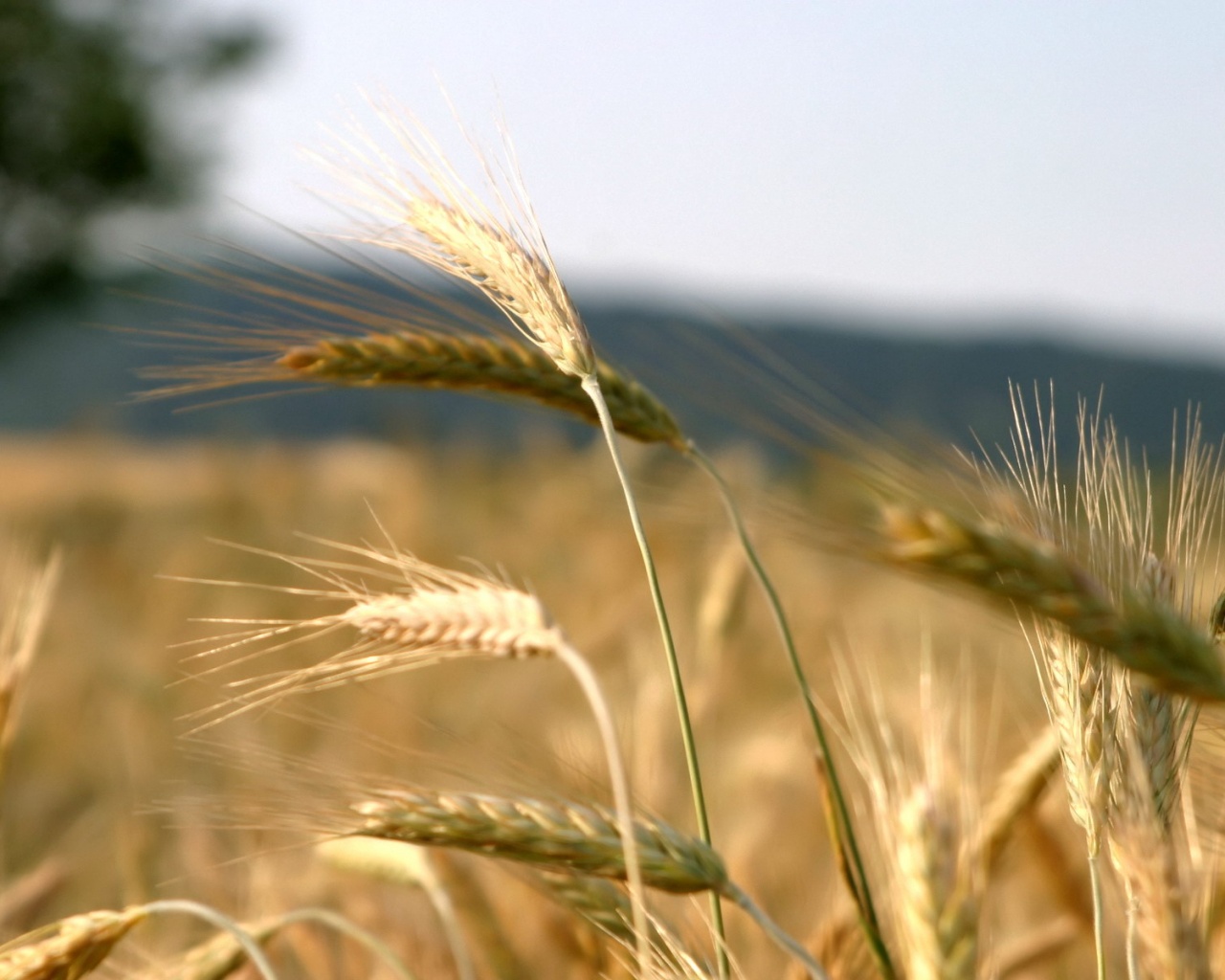 Колоски на ветру обои