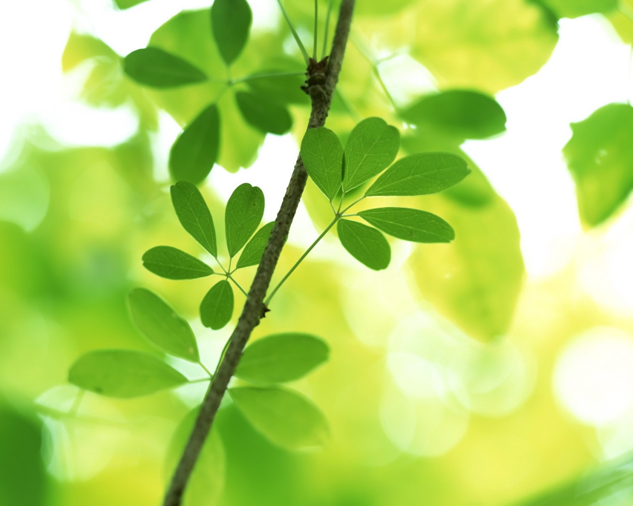 Листики на ветке обои