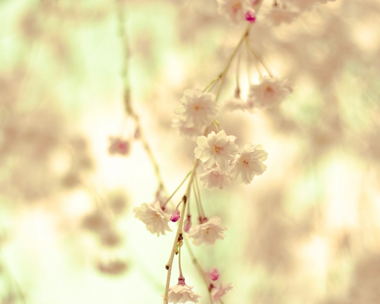 Нежные цветы обои