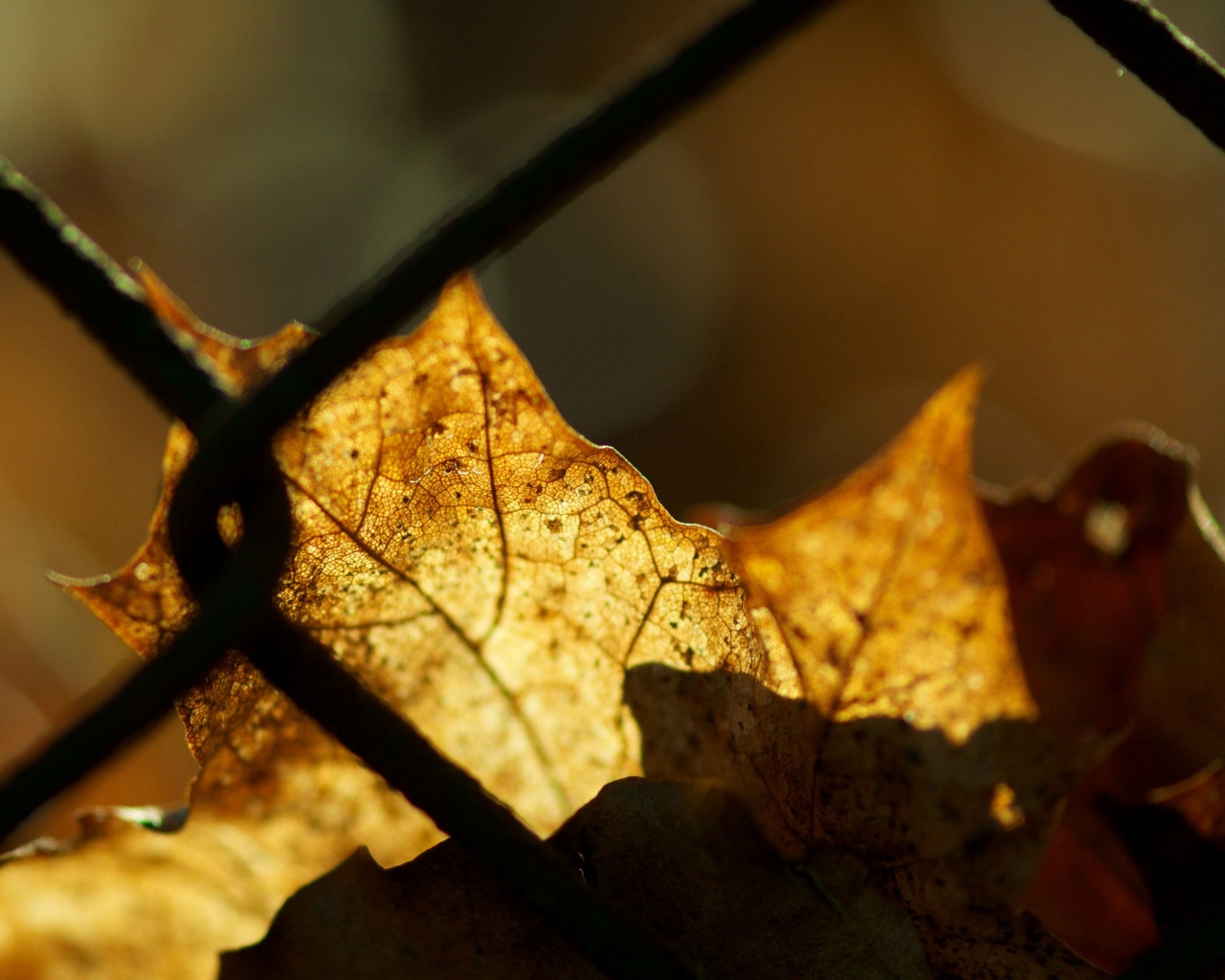 Осенний лист на забором обои