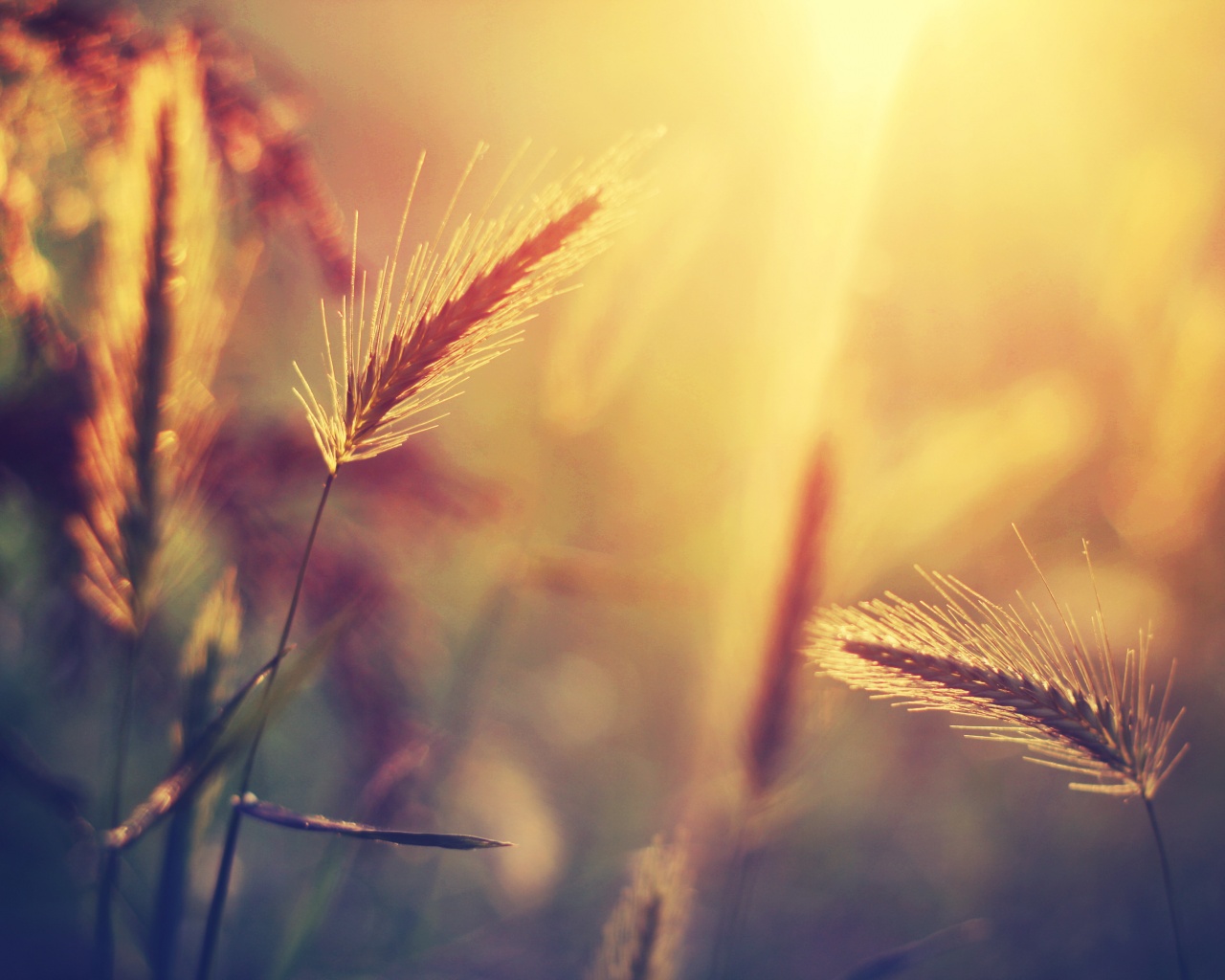 Травинки на солнце обои