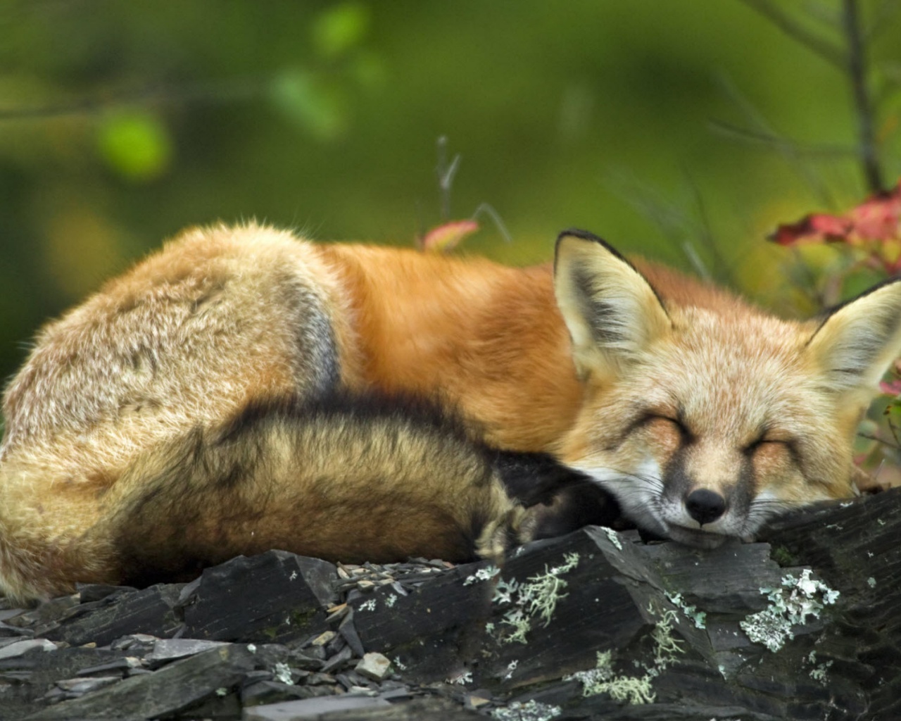 Спящая лиса обои