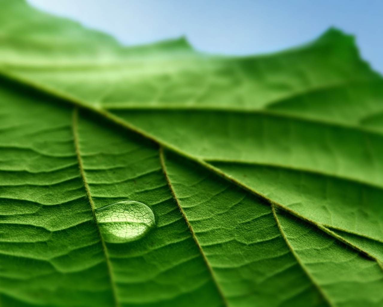 Капля на листе обои