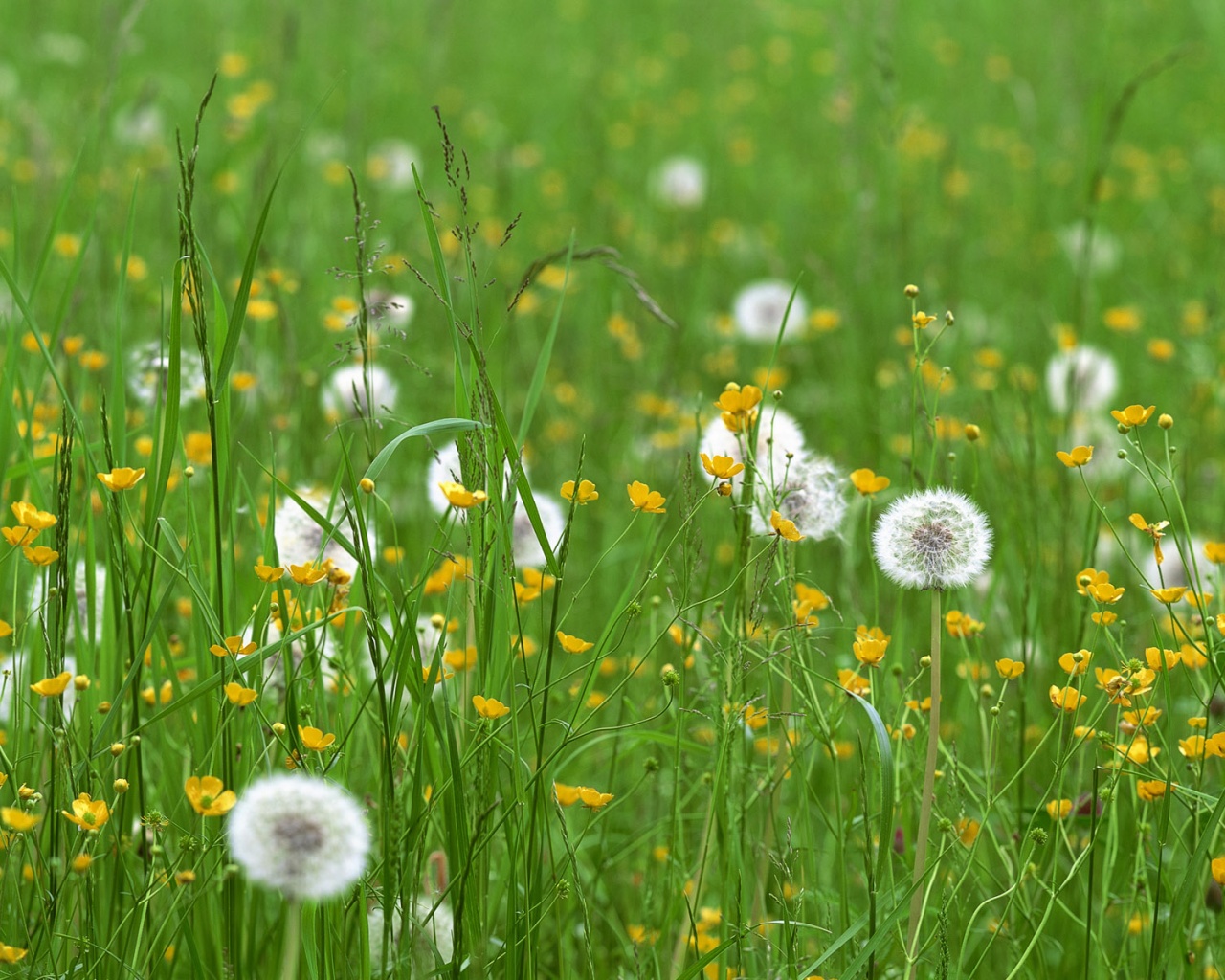 Поле одуванчиков обои
