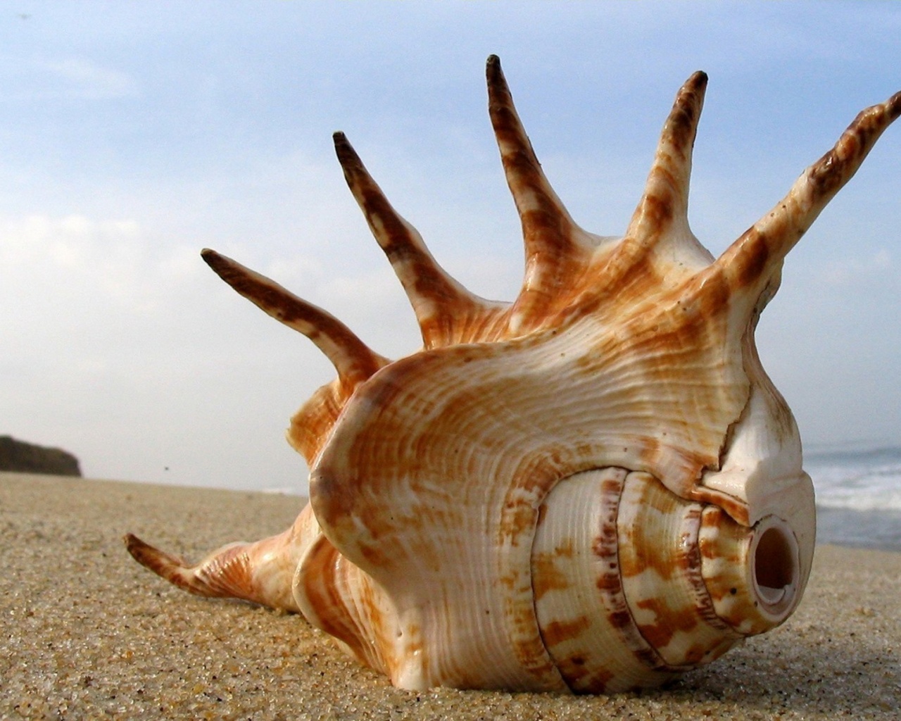 Раковина с гребнем обои