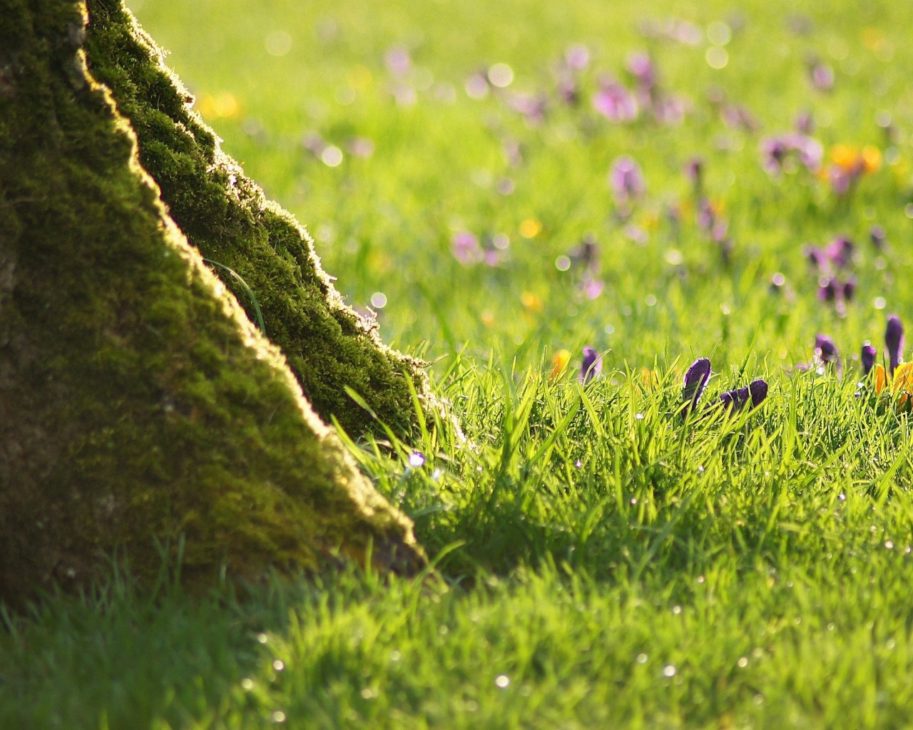 Дерево в траве обои