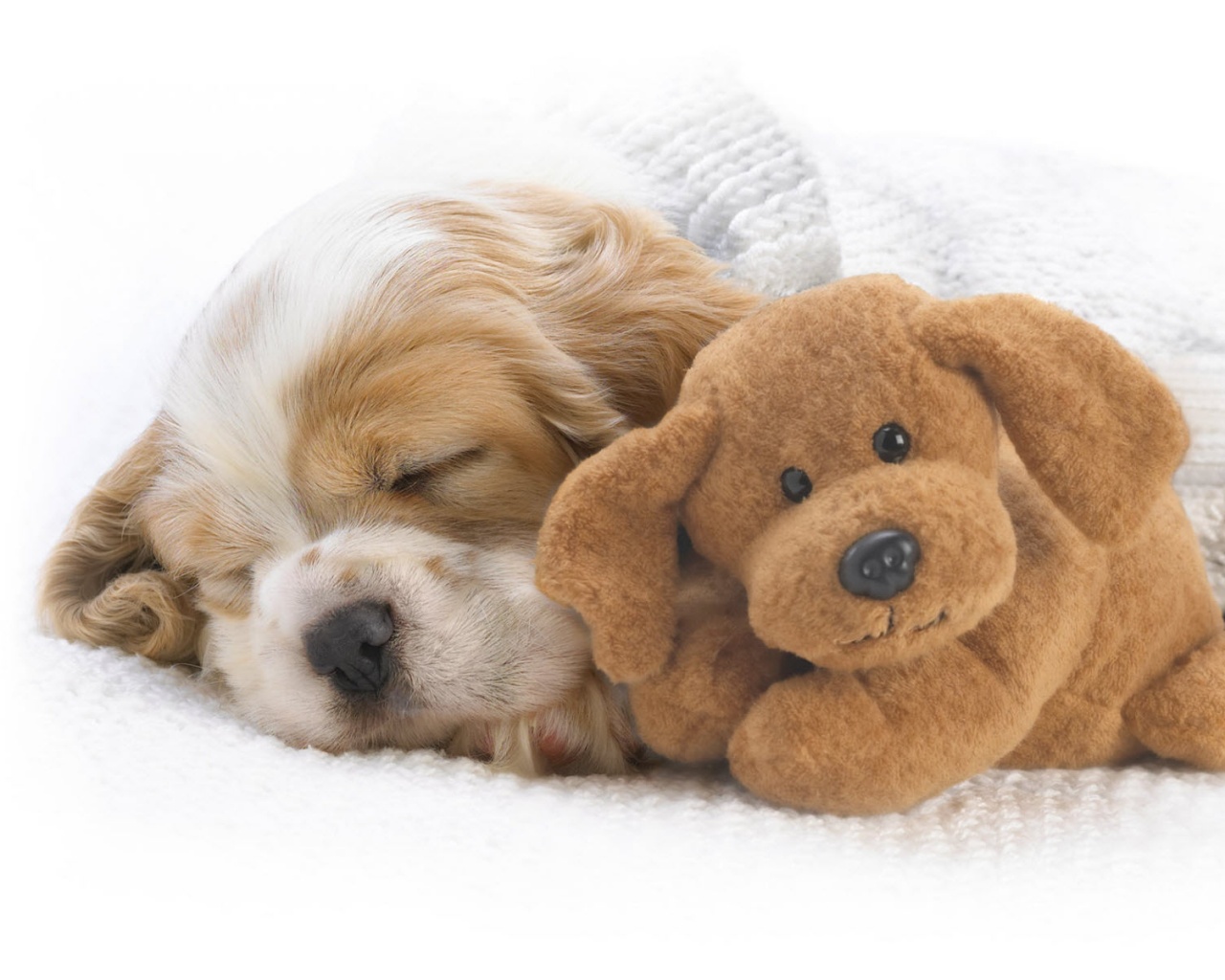 Собака спит с игрушкой обои