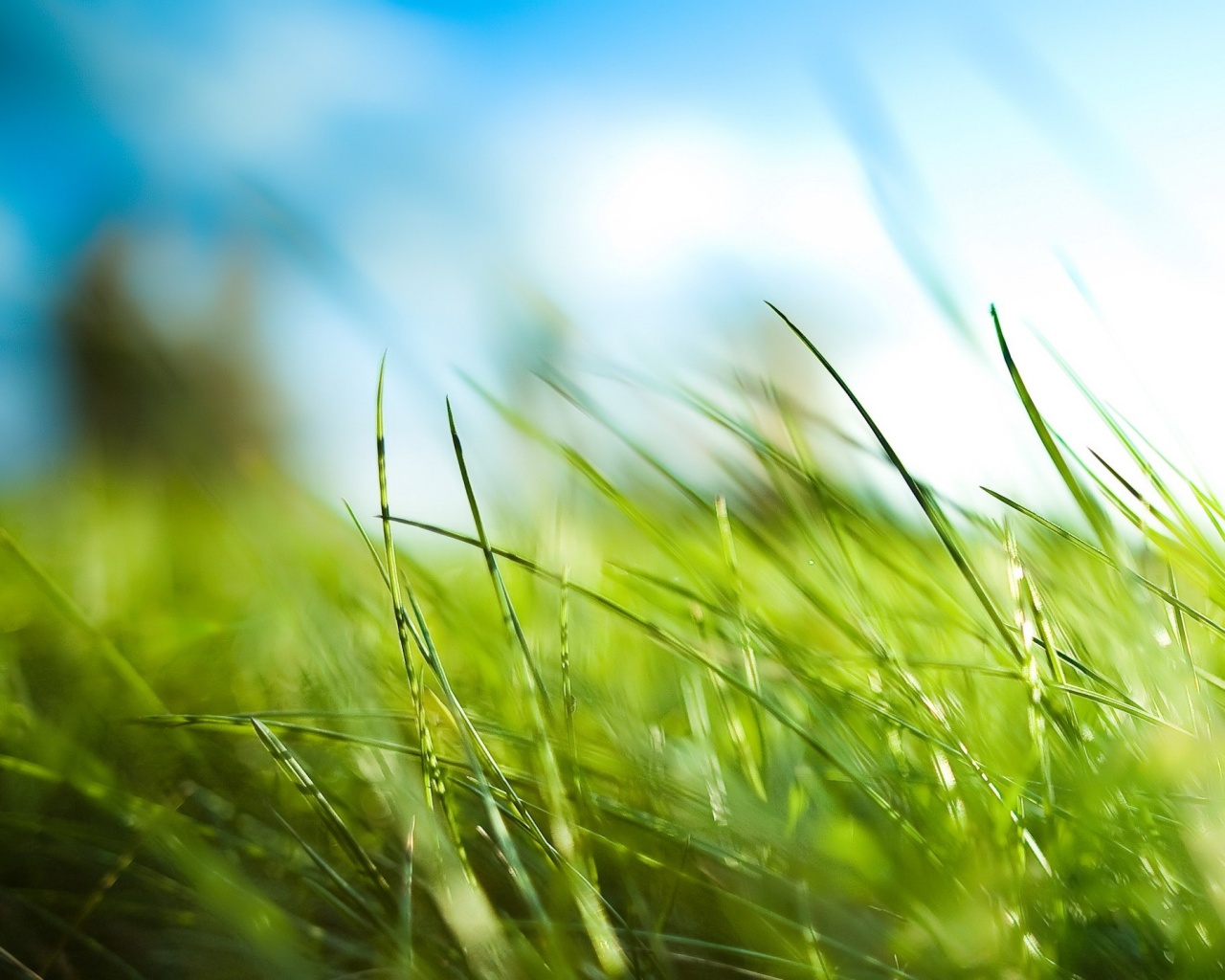 Размытые травинки обои