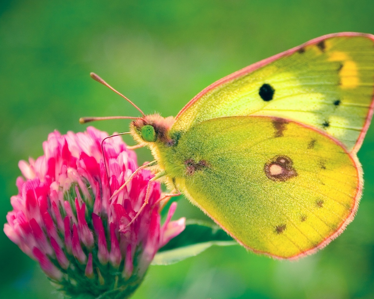 Бабочка на клевере обои
