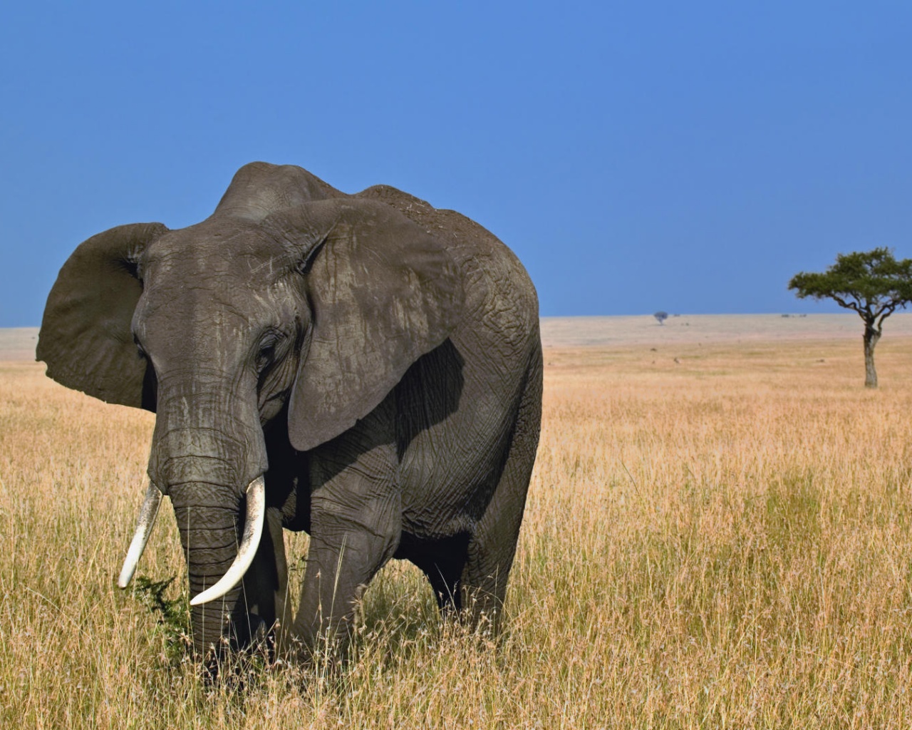 Африканский слон обои