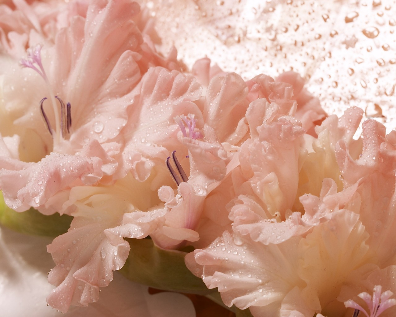 Гладиолус обои