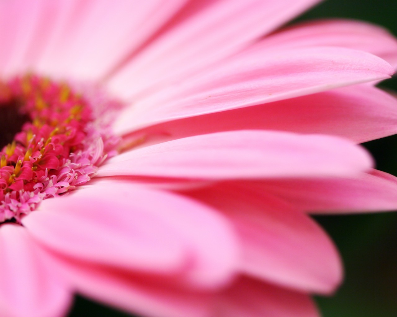 Гербер обои