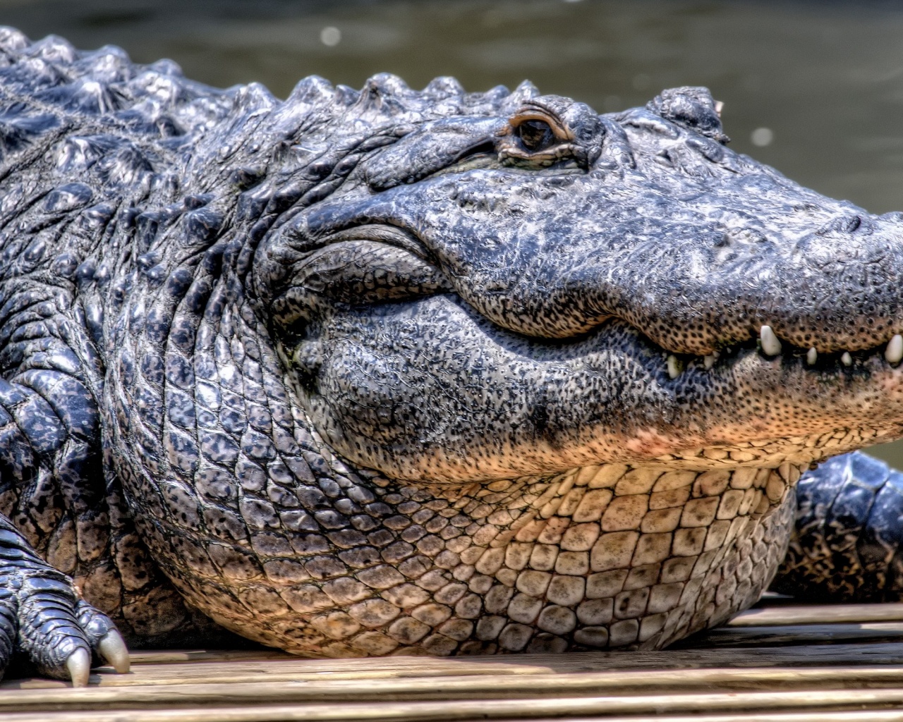 Синий крокодил обои