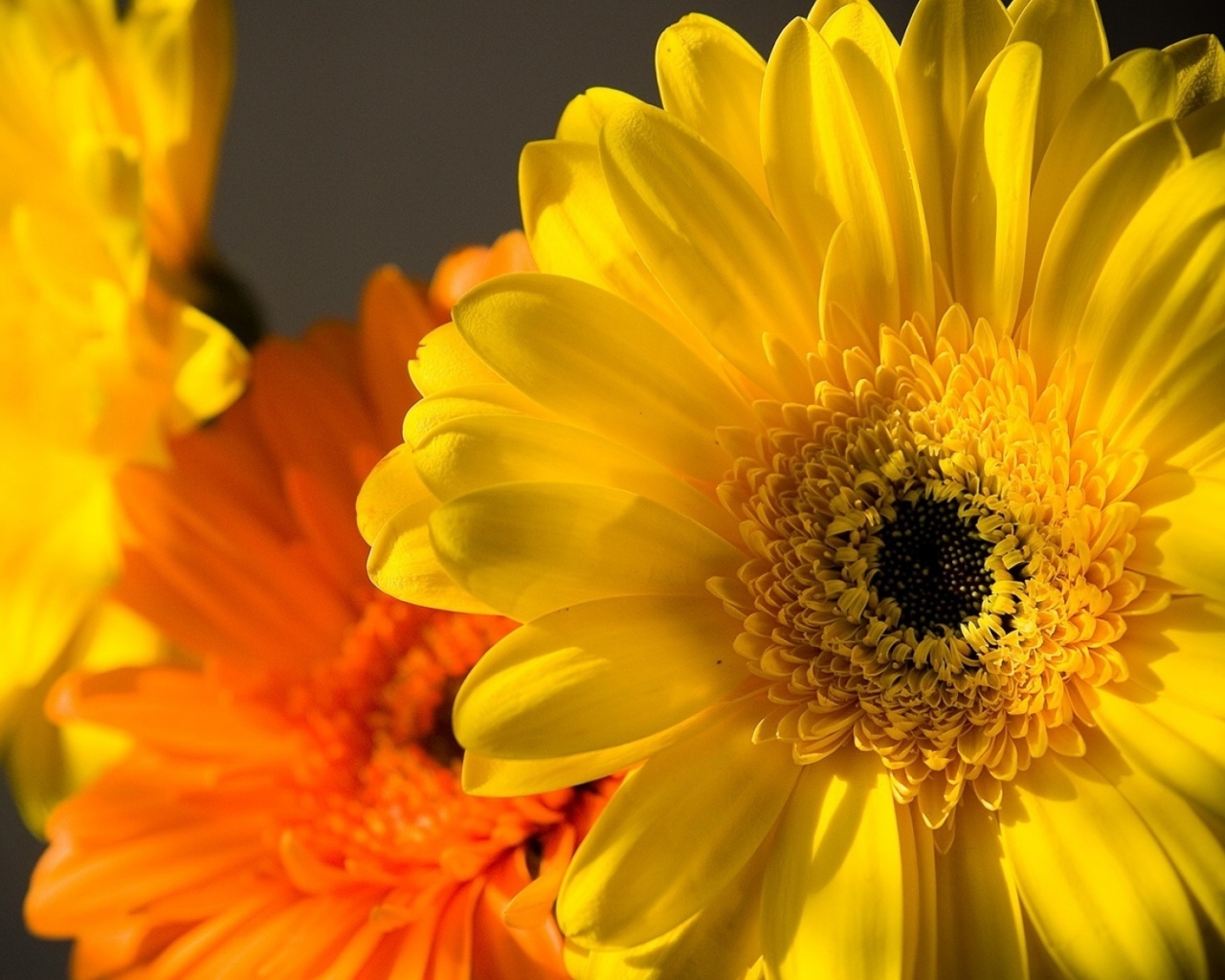 Желтый гербер обои