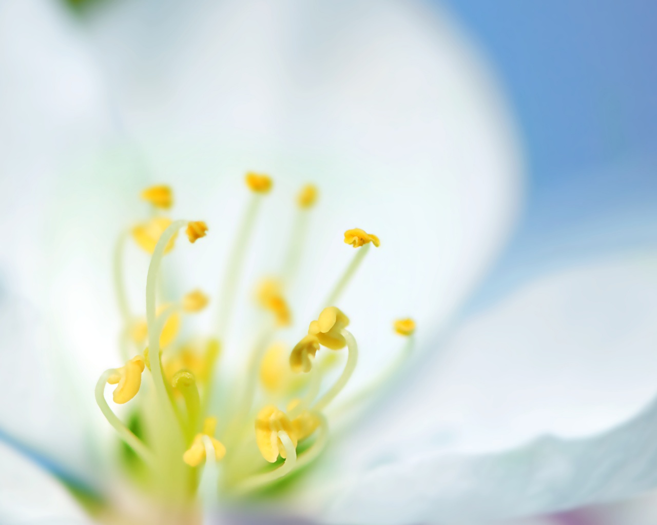 Желтые тычинки обои