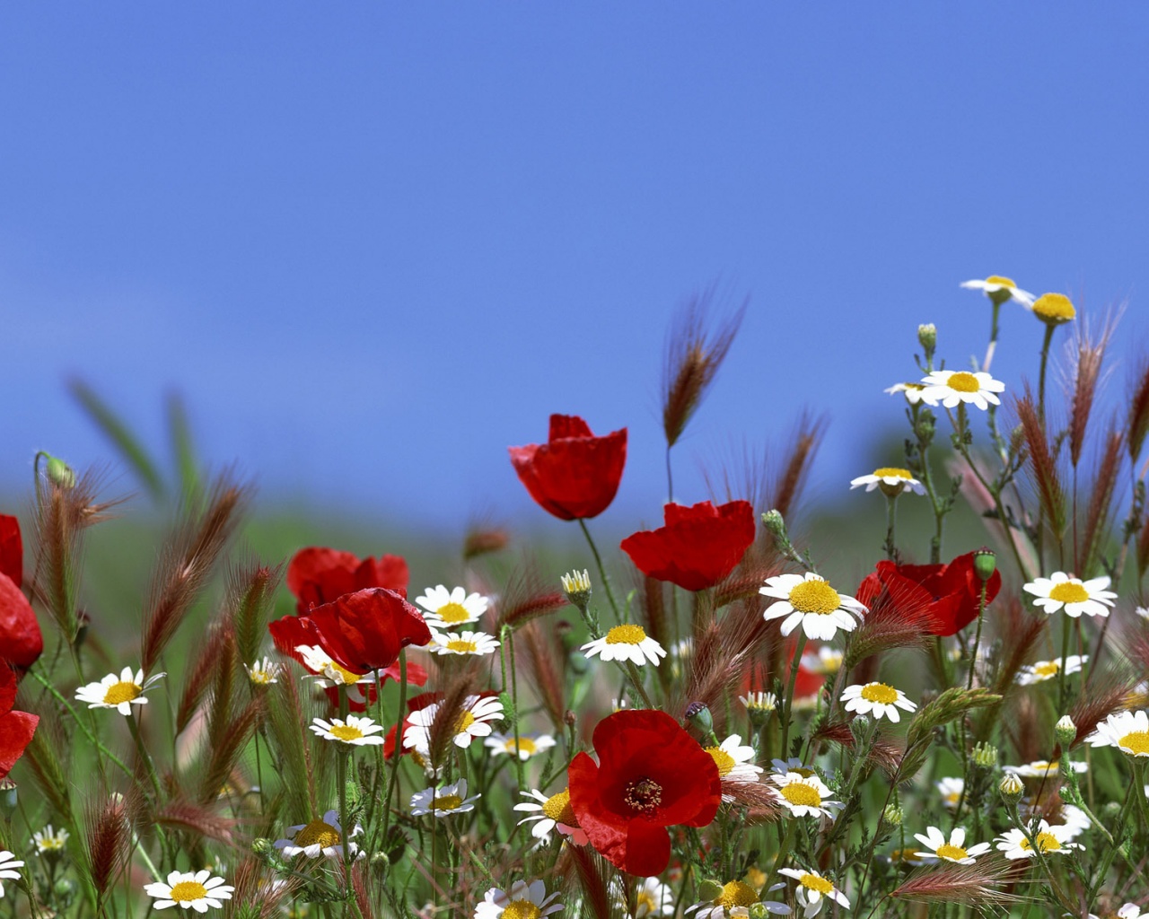Цветы в поле обои