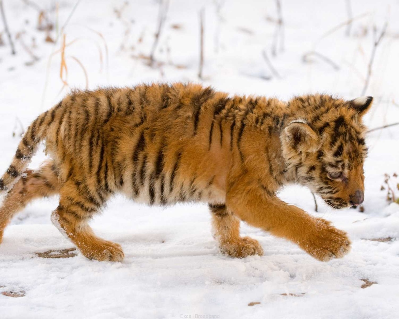 Тигренок на снегу обои