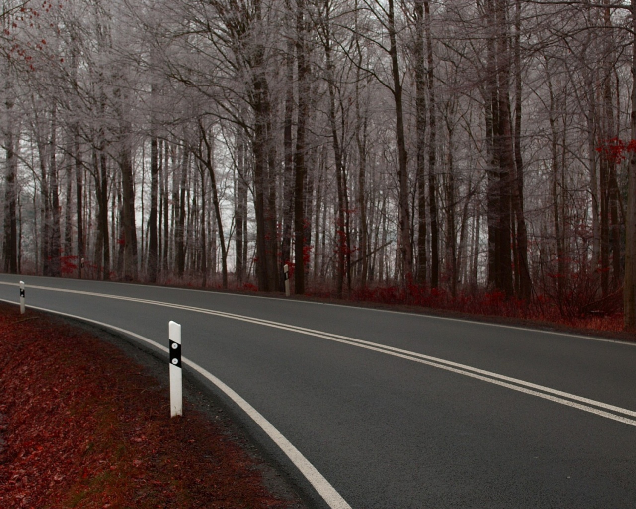 Дорога в осеннем лесу обои