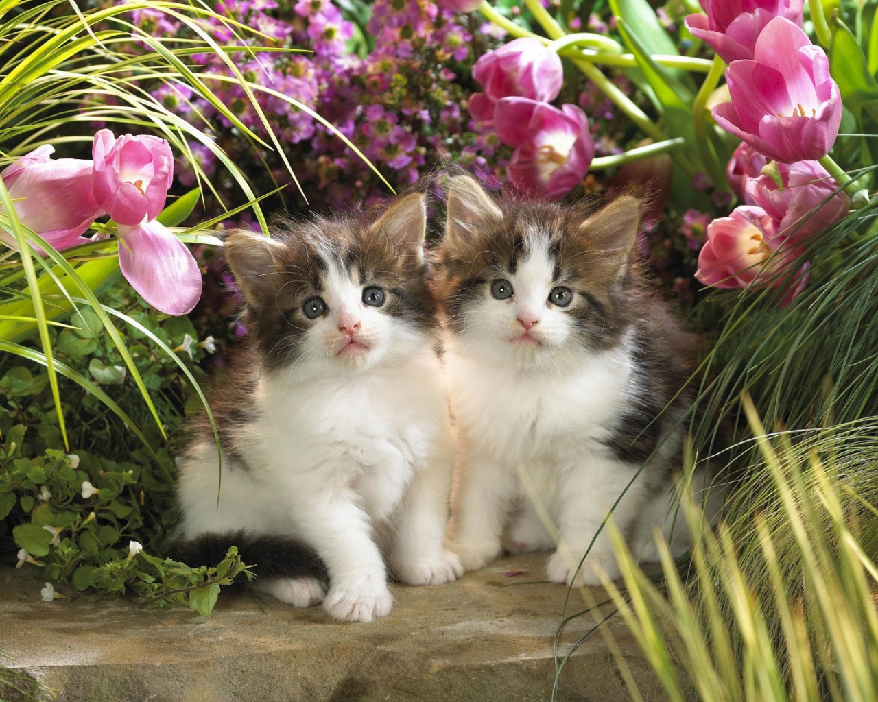 Котята в цветах обои