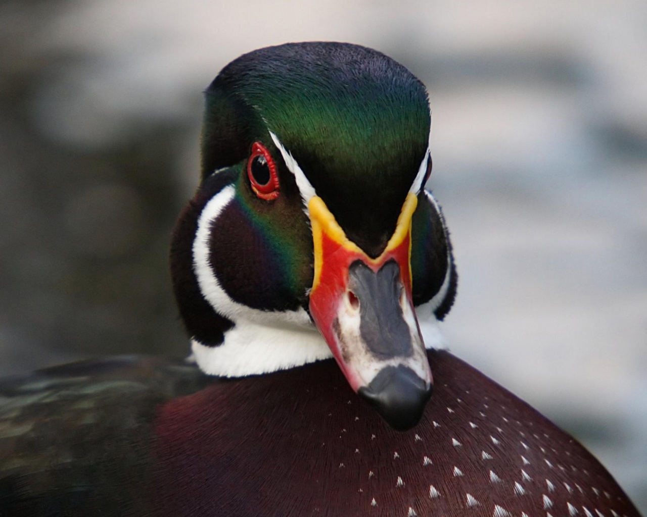 Грудастый селезень обои