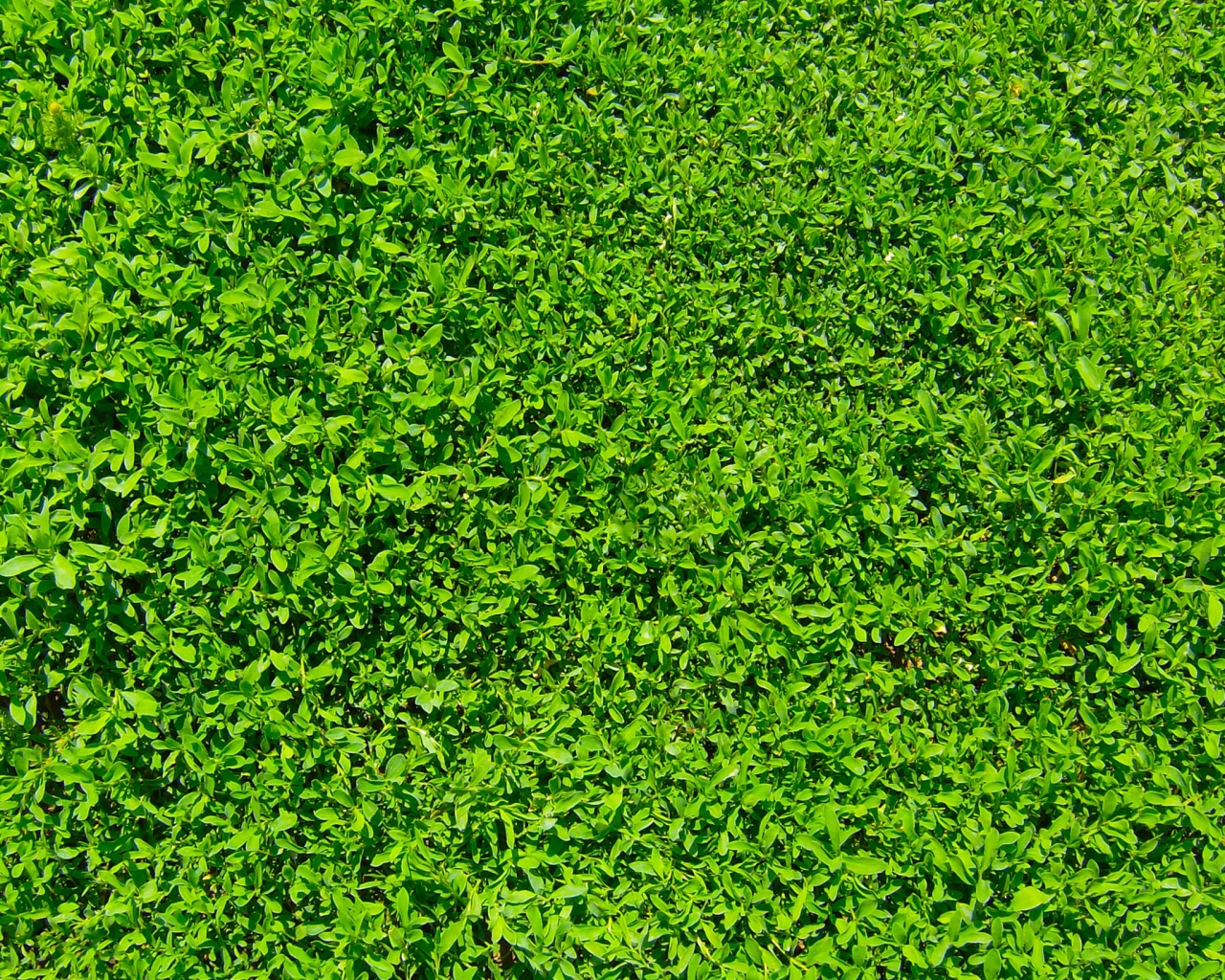 Чайные листья обои