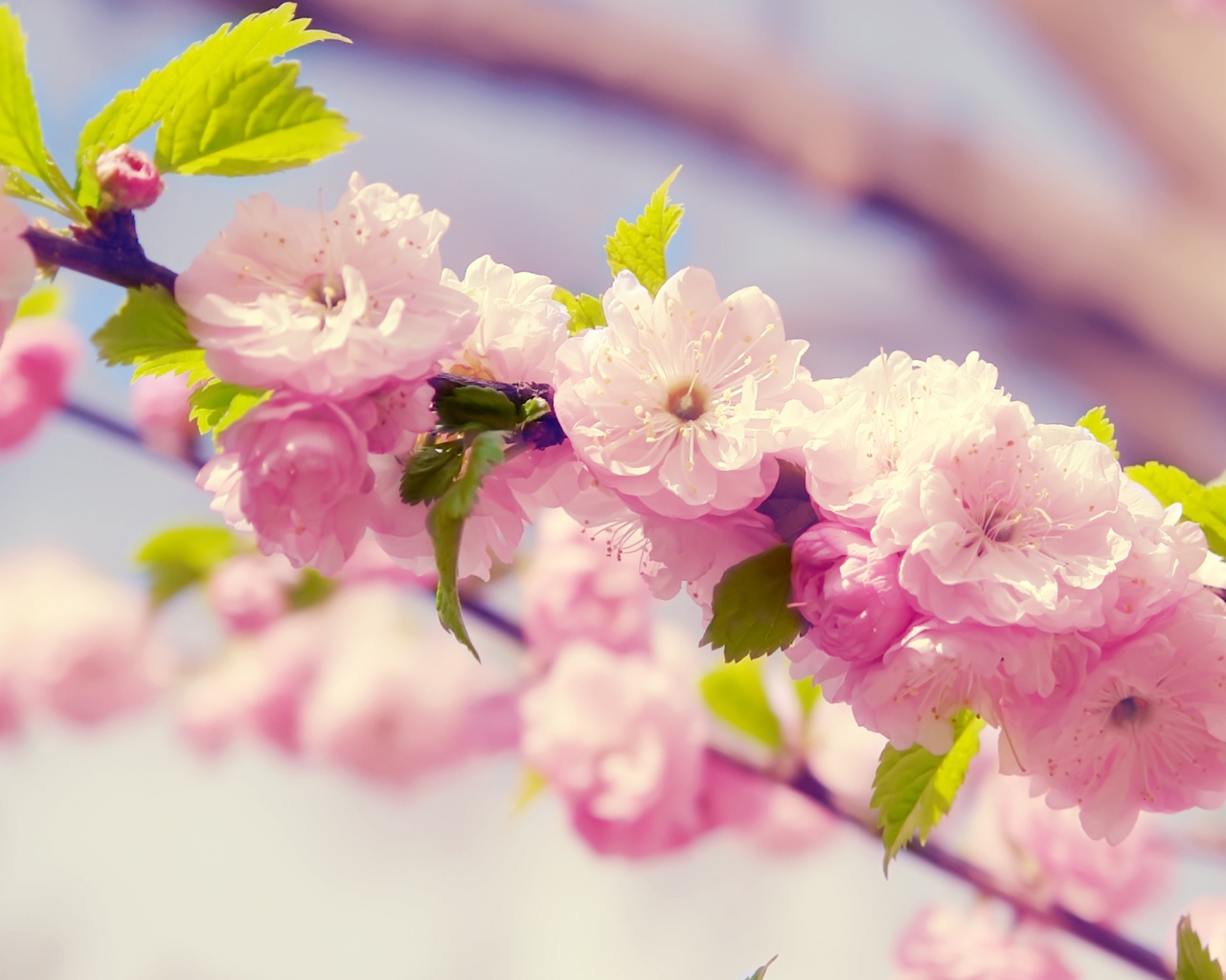 Ветка с цветами обои