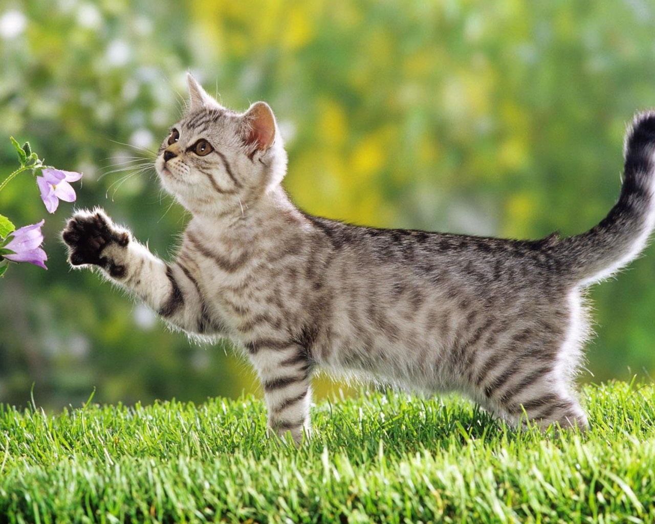 Котенок играет с цветами обои