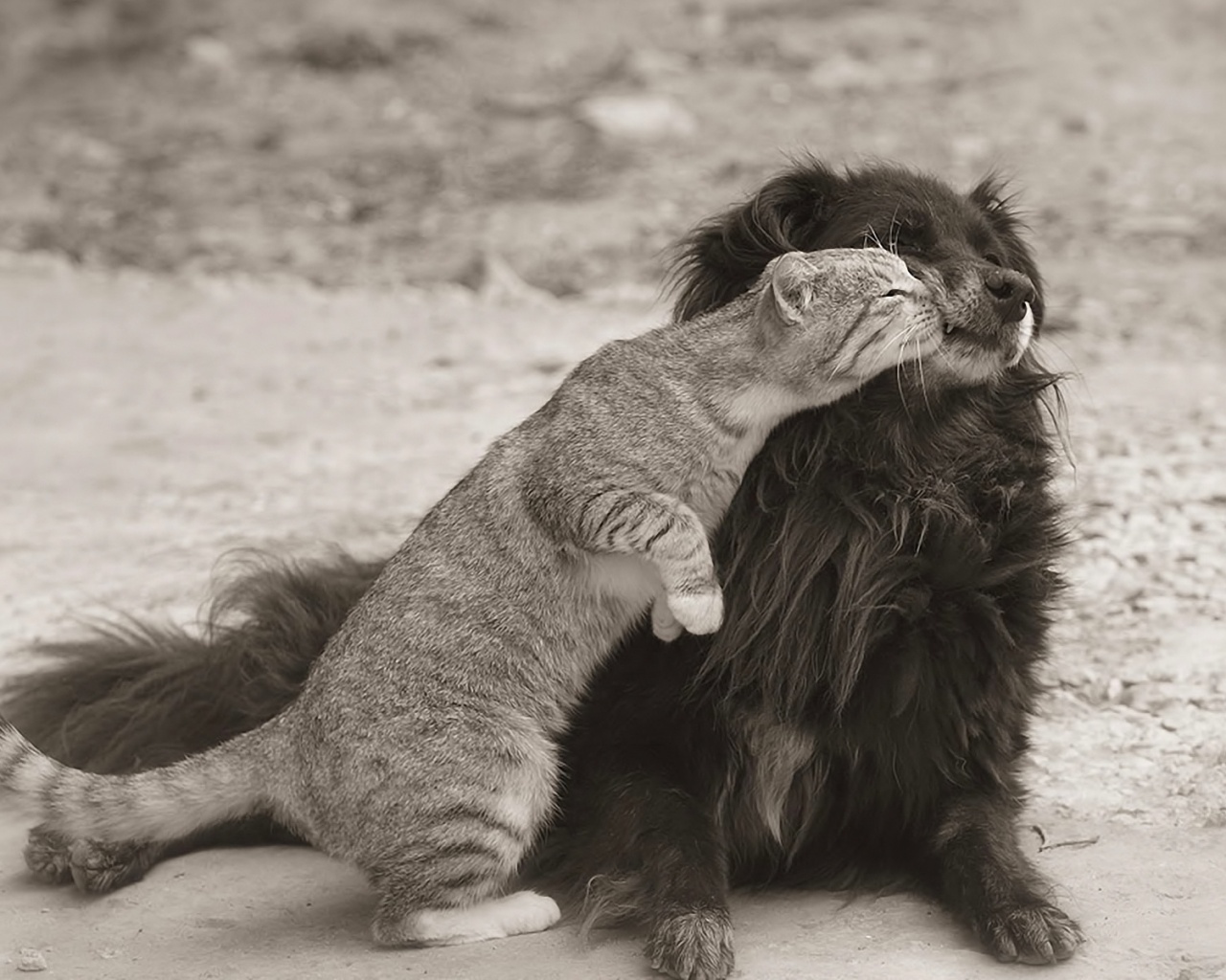 Поцелуй кошки и собаки обои